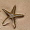 Rf-cuba-sand-sealife-starfish-cub0547