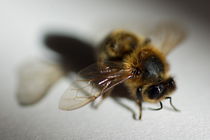 Bee sitting on a white sheet. von Sami Sarkis Photography