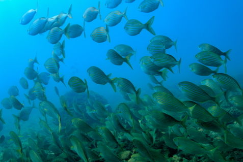 Rm-school-of-fish-salema-fishes-underwater-sea-grass-rm-uwe4538