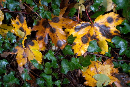 Rf-autumn-dying-grass-leaves-var381