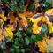 Rf-autumn-dying-grass-leaves-var381