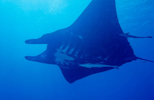 Rf-manta-ray-suckerfish-underwater-nc095