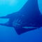 Rf-manta-ray-suckerfish-underwater-nc095