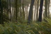 Morning fog surrounds the trees in  Landes Forest by Sami Sarkis Photography