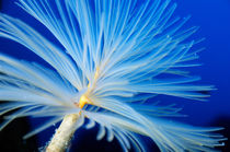 Exquisite Feather Duster Worm (Sabella spallanzanii) floats in blue waters. by Sami Sarkis Photography
