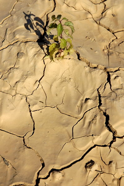 Rf-arid-contrast-cracked-growth-heat-plant-soil-var1004