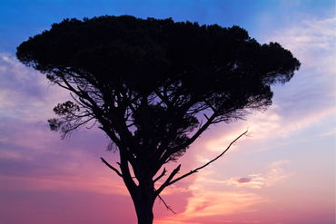Rm-pine-tree-romantic-sky-silhouette-sunset-var278