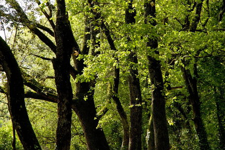 Rm-ardche-foliage-forest-france-growth-var953