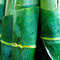 Rf-banana-freshness-leaves-vanuatu-vt278