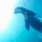 Sea-lion-underwater-galapagos-rm-glp-uwd4643