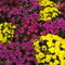 Rf-blooming-flowers-tuileries-garden-vibrant-fra566