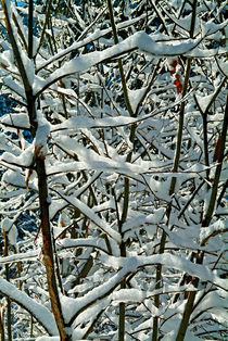 Bare tree branches covered in snow von Sami Sarkis Photography