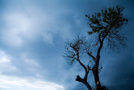 Rm-cuba-ominous-silhouette-storm-clouds-tree-cub0822