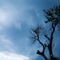Rm-cuba-ominous-silhouette-storm-clouds-tree-cub0822