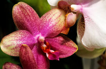 Orchid (phalaenopsis miva khan) with pink and red petals. by Sami Sarkis Photography