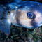 Rm-animal-fish-noumea-sealife-spotted-underwater-nc157