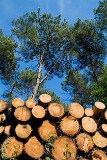 Stack of logs piled together in Landes Forest von Sami Sarkis Photography