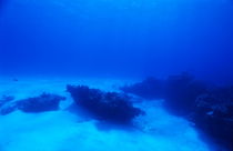 Underwater coral formations in Palancar Reefs von Sami Sarkis Photography