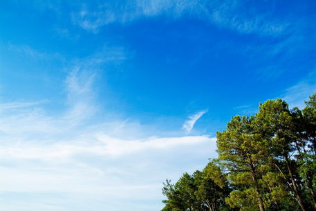 Rf-clouds-pines-sky-skyscape-treetops-lan0463
