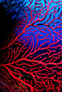 Red gorgonian sea fan underwater by Sami Sarkis Photography