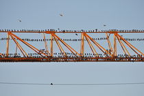 Flock of birds perching on construction crane von Sami Sarkis Photography