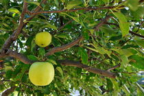 Two Green Apples on tree von Sami Sarkis Photography