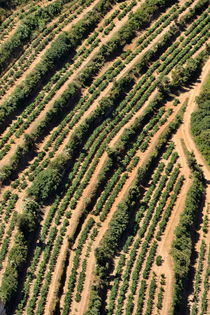 Vineyards on Mediterranean coast von Sami Sarkis Photography