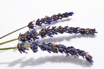 Three lavender flowers von Sami Sarkis Photography