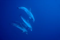 Bottle-nosed dolphins underwater by Sami Sarkis Photography