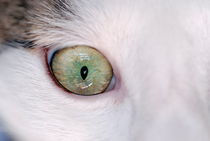 Close-up of eye of domestic cat von Sami Sarkis Photography