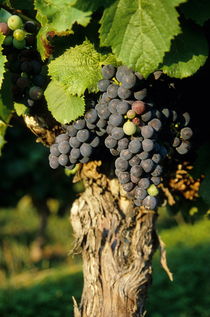 Grape on vineyards by Sami Sarkis Photography