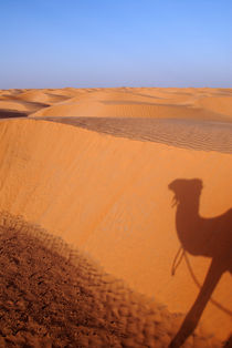 Shadow of camel on sand dune by Sami Sarkis Photography
