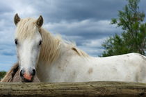 Camargue horse in paddock by Sami Sarkis Photography