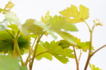 Young vine leaves by Sami Sarkis Photography