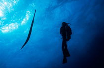  Scuba diver and Cornetfish underwater von Sami Sarkis Photography
