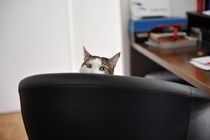 Cat's head showing of an office chair von Sami Sarkis Photography