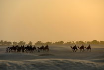 Camel ride at sunset in Sahara desert by Sami Sarkis Photography