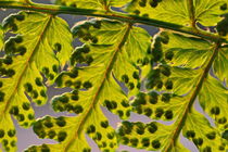 Veins on green leaves von Sami Sarkis Photography