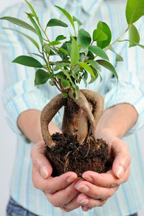 Hands holding a Ginseng Ficus bonsai von Sami Sarkis Photography