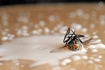 Dead fly on milk drops by Sami Sarkis Photography
