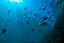 School of fish and sunbeams underwater by Sami Sarkis Photography
