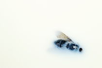 Dead fly floating on milk von Sami Sarkis Photography
