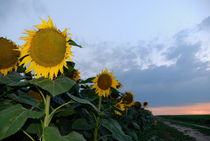 Sunflowers in field at sunset von Sami Sarkis Photography