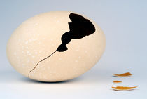 Broken Ostrich Egg von Sami Sarkis Photography