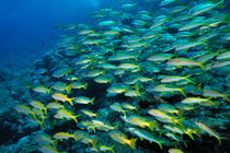 School of Lutjanus fishes by Sami Sarkis Photography