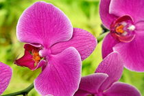 Purple Orchids von Sami Sarkis Photography