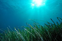 Posidonia oceanica underwater von Sami Sarkis Photography