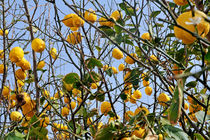 Lemons hanging on tree von Sami Sarkis Photography
