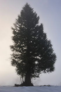 Lonely fir tree in a hazy snow field von Sami Sarkis Photography