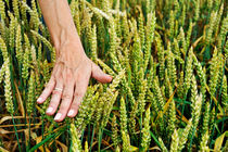 Hand caressing wheat by Sami Sarkis Photography